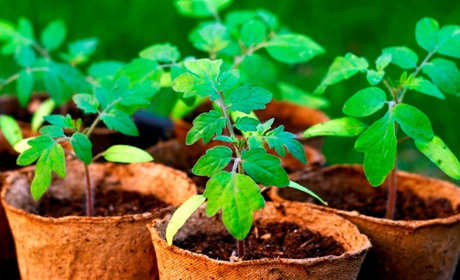 Коли краще сіяти, пересаджувати та удобрювати: посівний календар на лютий 2023 року