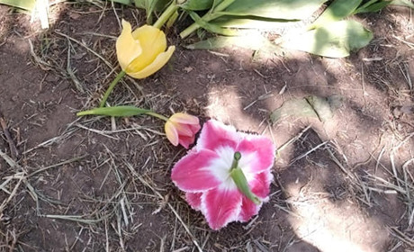 Любителі селфі витоптали галявини з квітами та зламали кілька тюльпанів у херсонському ботсаду