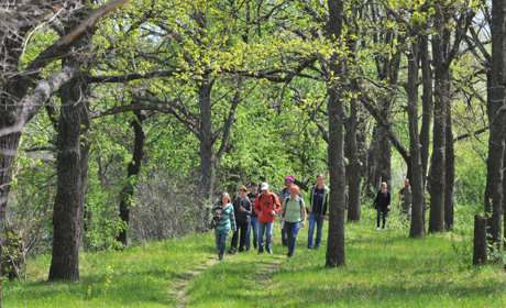 До Міжнародного дня лісу: фотоальбом