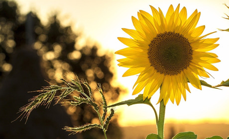 Якою буде погода на Сватівщині з 19 по 25 липня 2021: прогноз на тиждень