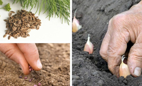 Що варто посіяти і посадити під зиму?