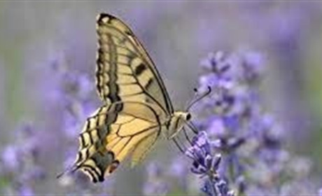 Які погодні умови очікувати в Україні до кінця липня: прогноз синоптика