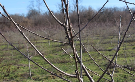 Плодовые просыпаются от зимнего сна: специалисты рассказали, страшны ли морозы для деревьев