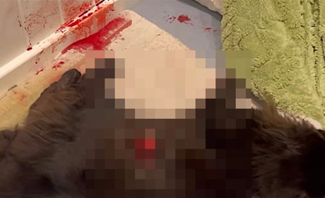 В Ізмаїлі куля пробила дах будинку та вбила домашнього улюбленця під час роботи ППО