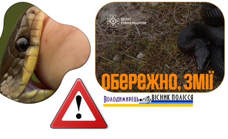 Чоловіка з Зарічненської громади вкусила гадюка