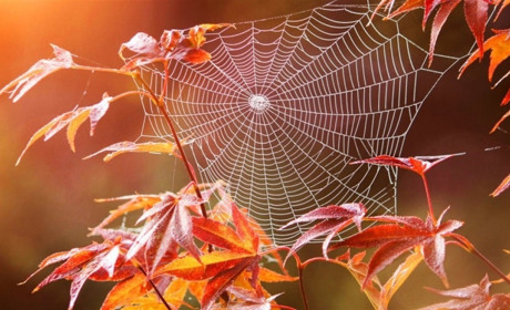 Золотий вересень: погода до кінця тижня