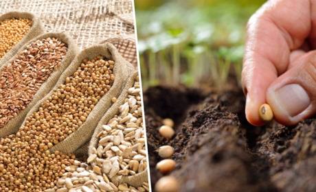 Постраждалі від війни господарства можуть безкоштовно отримати насіння овочів для весняної посівної