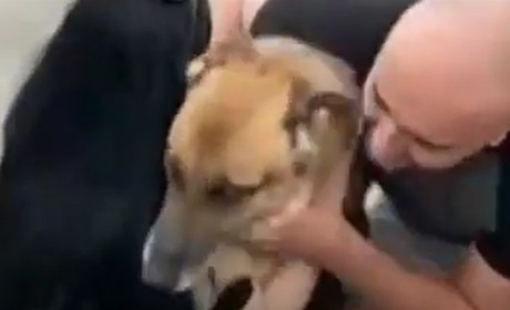 Жителі Козацького знайшли свого посивілого собаку