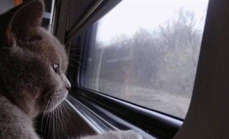 У грудні в Укрзалізниці буде новий розклад руху і найдовший маршрут, який пройде через 12 областей