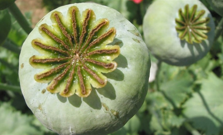 З травня по вересень на Білопільщині триває операція «Мак»