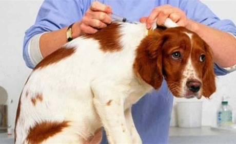 В Алтестово від сказу безкоштовно провакцинували домашніх тварин