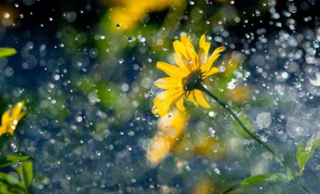 На початку наступного тижня на Сумщині дощитиме: прогноз погоди на 5-7 травня