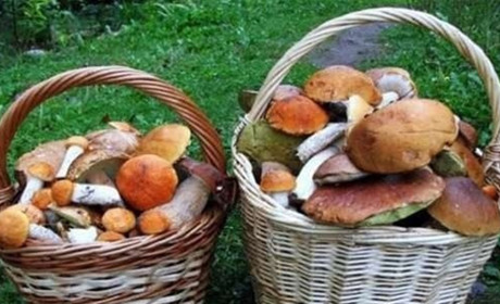 Поради для грибників : які гриби їстівні , а які отруйні та що робити при отруєнні грибами