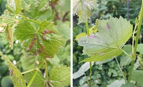 Обережно! Виноградний повстяний кліщ