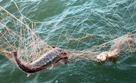 На водоймі у Миколаївці рибоохоронний патруль виявив "нічиї" сітки