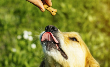 Чому ласощі для собак – не просто «винагорода»