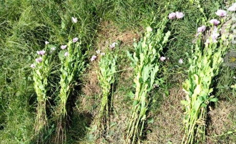 Незаконний мак: на Сарненщині вилучили 250 нарковмісних рослин