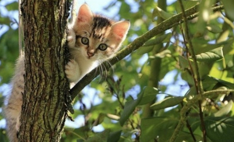 Туман, короткочасний дощ, місцями - гроза: синоптики спрогнозували погоду на вихідні