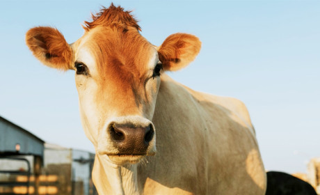 Чотирьом власникам корів на Володимиреччині вже повернули кошти за придбані доїльні апарати