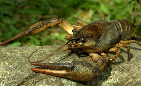 Сезон лову раків відкрито: що дозволено і за що можуть оштрафувати