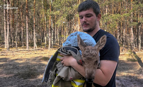 Рятувальники гасять масштабні пожежі на Київщині та врятували лосеня у Чорнобильському лісі