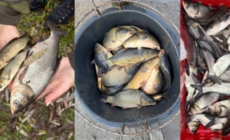 У водойми Хмельниччини вселено майже чверть мільйона екземплярів риби