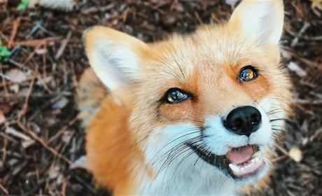 По області та на Білопільщині зокрема з літаків розкидають приманки з вакциною для диких тварин