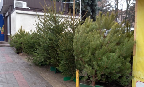 Скільки в Білопіллі коштує ялинка та які штрафи загрожують «зеленим браконьєрам»?