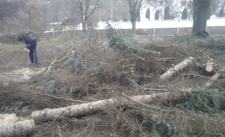 Ялинки на майбутній площі у Кременці зрізали
