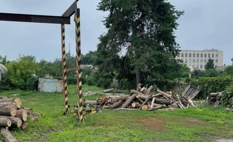 Організовану злочинну групу зі Сватового судитимуть за незаконну вирубку дерев: подробиці