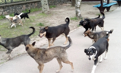 У Новій Каховці окупанти відстрілюють собак: яка реакція жителів