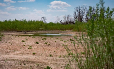 Помітили сліди кабанів: що відбувається на дні колишнього Каховського водосховища