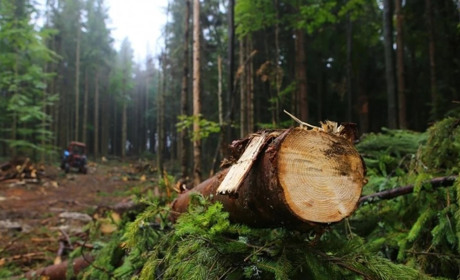 Із лісників стягнуть 300 тис грн компенсації через неналежну охорону лісів від вирубки