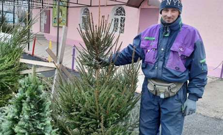 Піхти, ялинки, сосни до Нового року: за якою ціною їх можна купити в Біляївці
