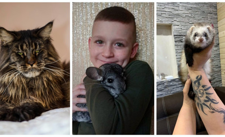 9-кілограмовий кіт, тхір та шиншила: незвичні домашні тваринки, які проживають у домівках жмеринчан