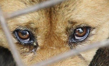 Жорстоке поводження з собакою: у Нетішині поліція відкрила кримінальне провадження