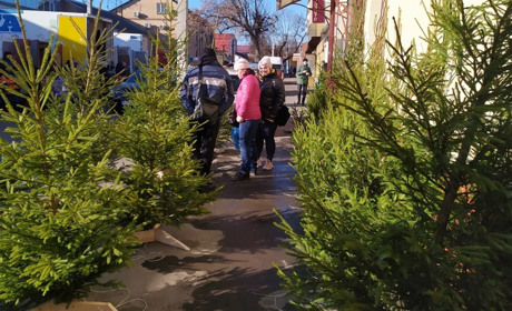 Сколько стоят новогодние елки в Измаиле