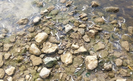 На Херсонщині біля Каховської ГЕС масово загинула риба (фото, відео)