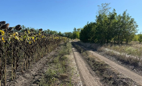 Загорнули бульдозерами, а кістки гниють у воді: про несанкціоновані скотомогильники на Первомайщині