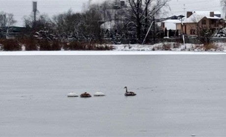 Крижана пастка: в Сарненському районі рятували лебедів