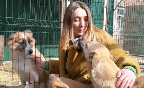 Знайти друга на все життя: в Умані волонтери пропонують «усиновити» безпритульних тварин