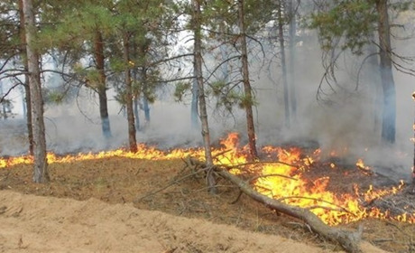 На Херсонщині горять ліси