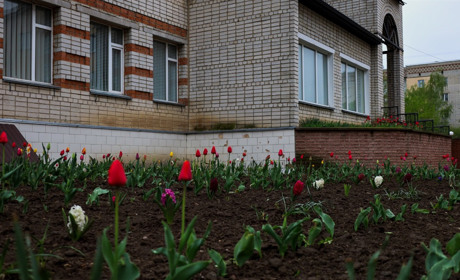 Біля Глухівської школи мистецтв розцвіли квіти, які минулої весни зібрали містяни та працівники