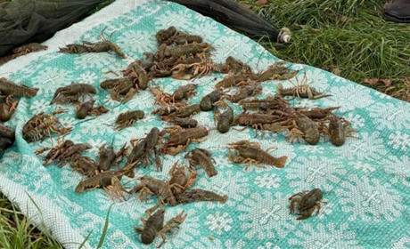 Поліцейські разом з рибоохоронним патрулем пильнують заборону вилову раків на Звягельщині