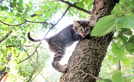 Мелитополец пожалел котенка, забравшегося высоко на дерево, и вернулся со спасателями 