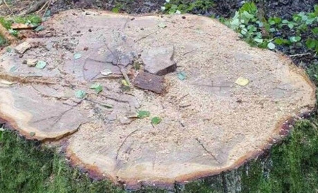 У Шосткинському районі невідомі незаконно вирубали понад пів тисячі дерев