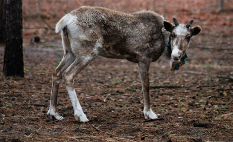 Вони постраждали від обстрілів: на Сарненщину евакуювали тварин з-під Києва
