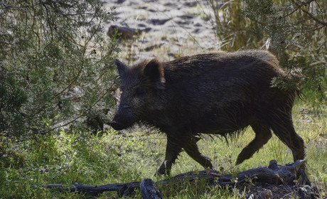 У Свистунівці Сватівського району розвелися дикі кабани, вони переривають селянам городи