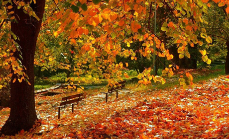 Листопад прийде з теплом: прогноз погоди на Сумщині та в Україні