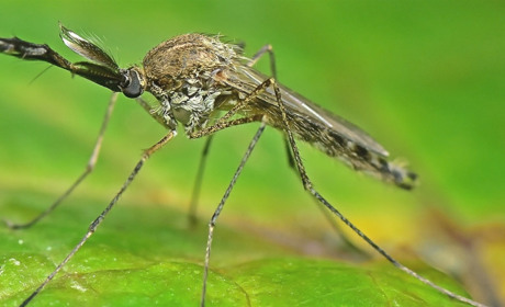 Нова небезпечна комаха Aedes detritus: якої шкоди завдає здоров'ю та як захиститись